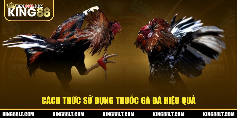 Cách thức sử dụng thuốc gà đá hiệu quả