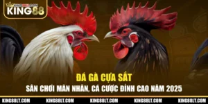 Đá Gà Cựa Sắt - Sân Chơi Mãn Nhãn, Cá Cược Đỉnh Cao Năm 2025