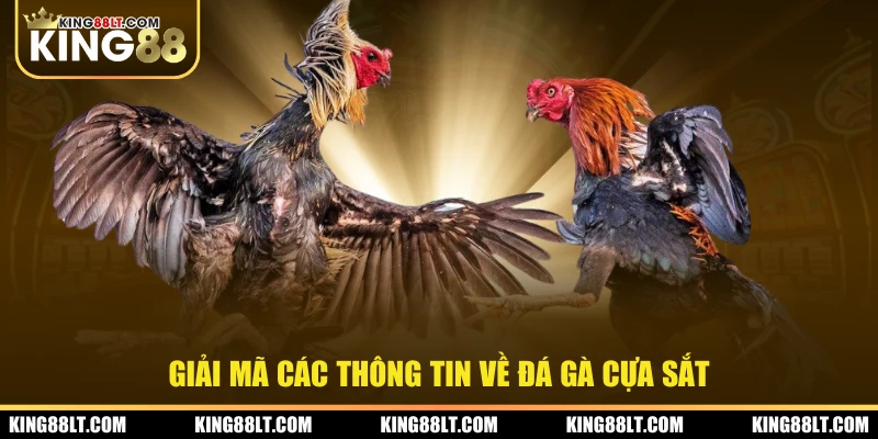 Giải mã các thông tin về đá gà cựa sắt 