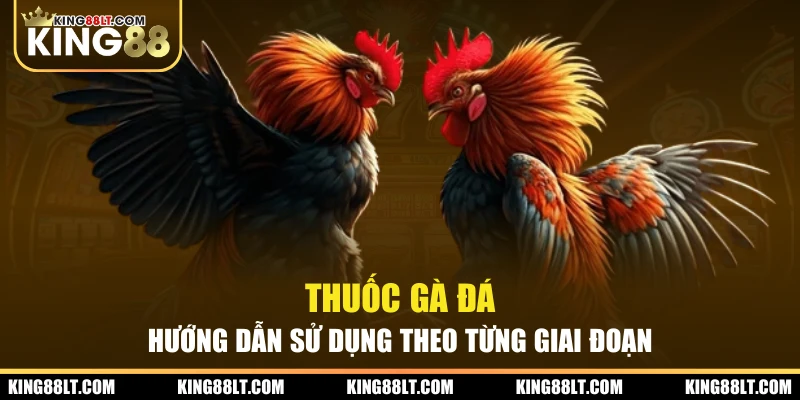 Thuốc Gà Đá - Hướng Dẫn Sử Dụng Theo Từng Giai Đoạn