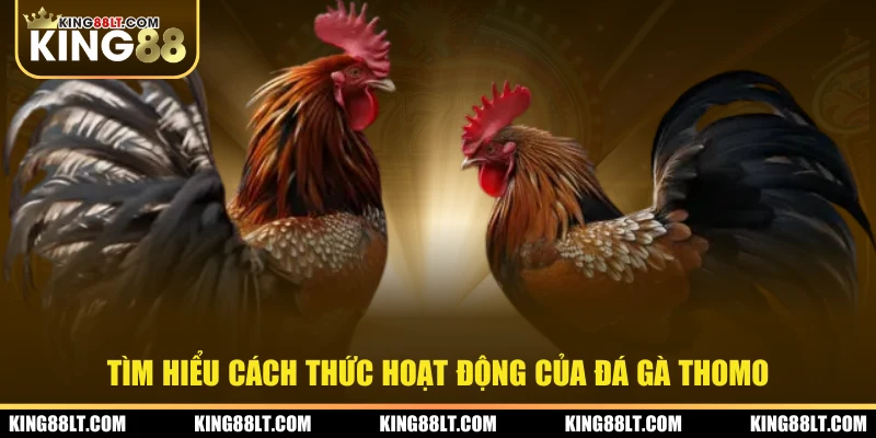 Tìm hiểu cách thức hoạt động của đá gà Thomo