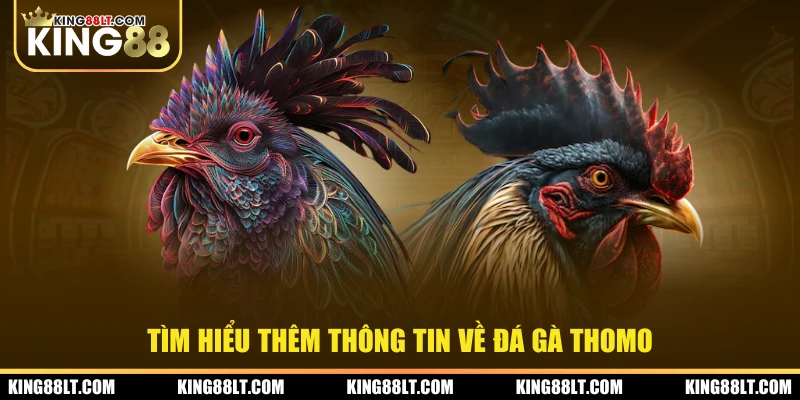 Tìm hiểu thêm thông tin về hình thức đá gà Thomo