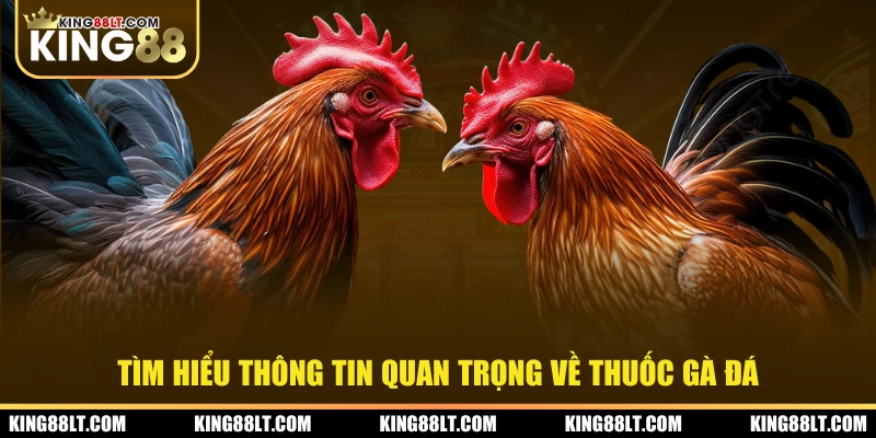 Tìm hiểu thông tin quan trọng về thuốc gà đá